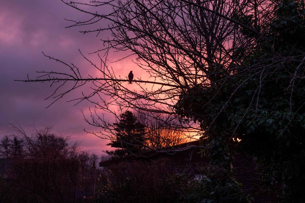 Solnedgang-havebyen-mozart
